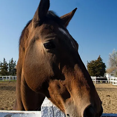 DSC_2856-milacek