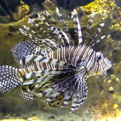 DSC_4948-perutyn