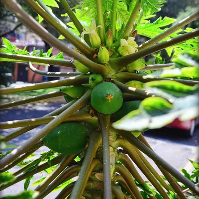 DSC_0610-papaya