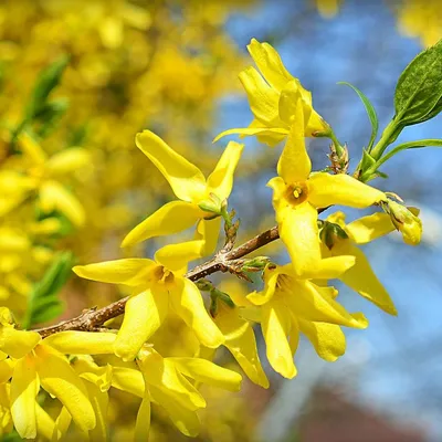 DSC_6609-s