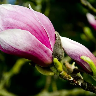 DSC_7867-magnolie-o