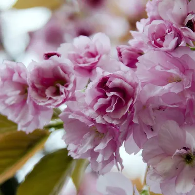 DSC_8237-sakura