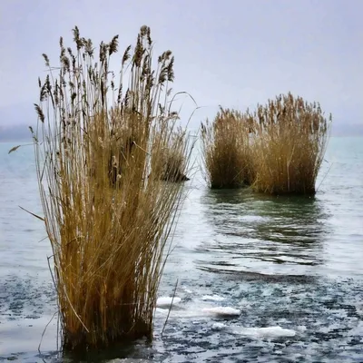 DSC_6258-balaton