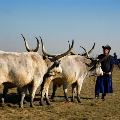DSC_2688-pastevec-byku