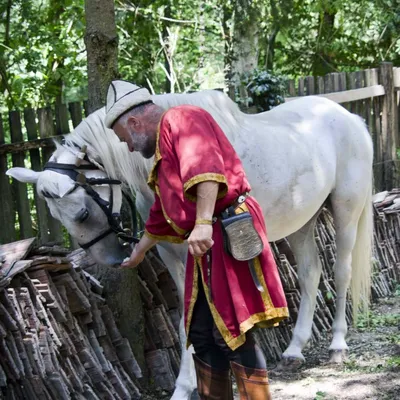 konik-u-stromu-ap