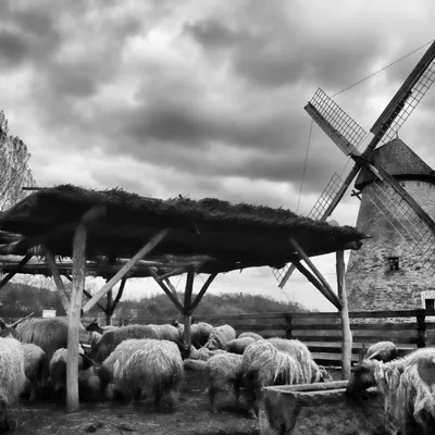 DSC_4502-cb