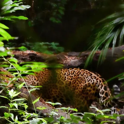 DSC_0212-jaguar