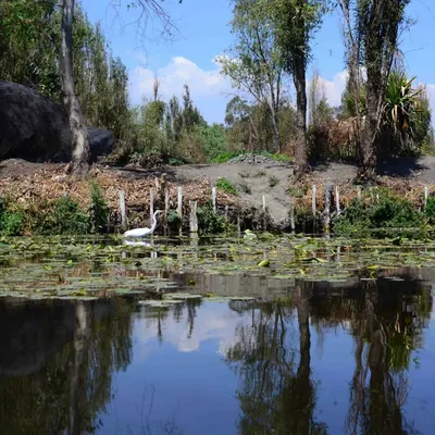 DSC_1200-Xochimilco-m