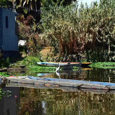 DSC_1405-heron