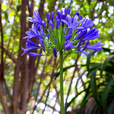 DSC_4143-flor-de-selva