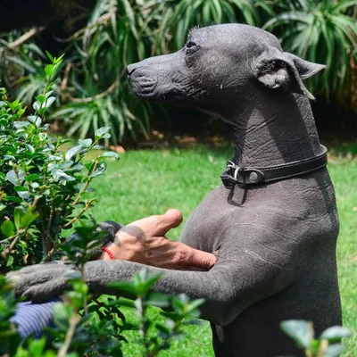 DSC_4474-Xoloitzcuintli