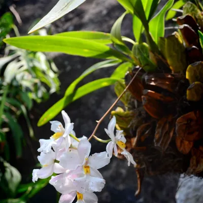 DSC_4507-orchidej